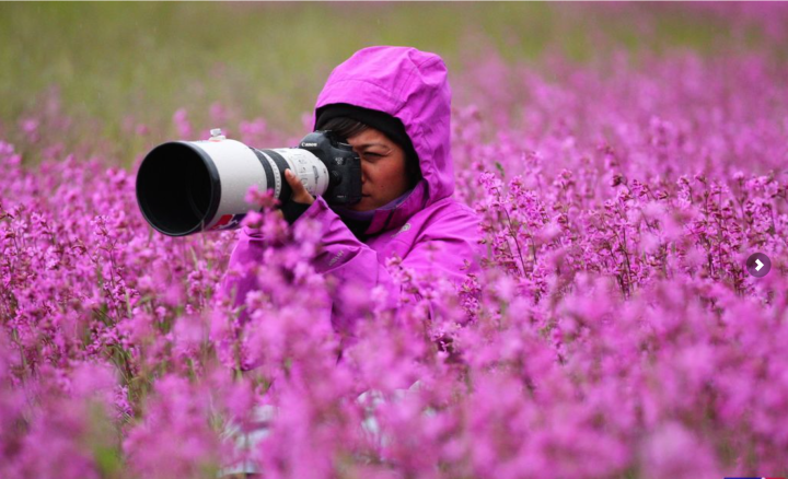 Photographer in the middle of a field of flowers
